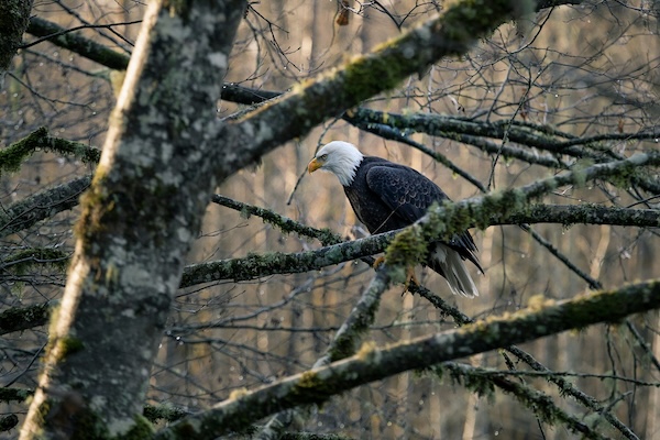 Come Full Circle Images of eagles on Haida Gwaii (Queen Charlotte Islands)